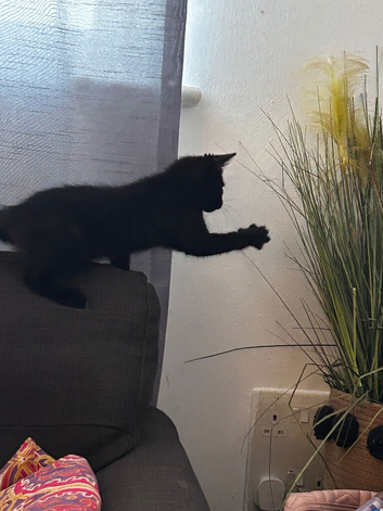 Beautiful kitten