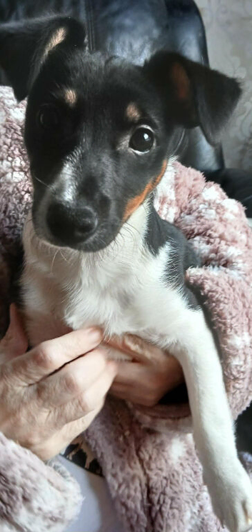 Jack Russell puppy