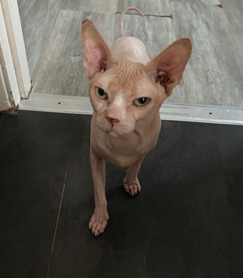 Male Canadian Sphynx