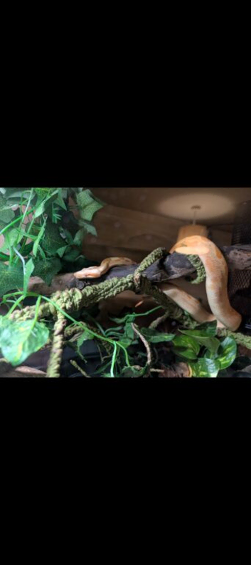 Sunglow Albino Boa