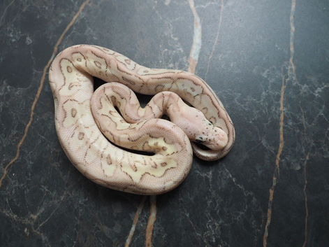 Pastel spotnose butter clown