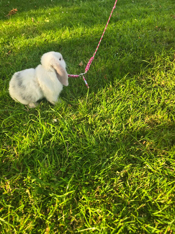Male mini lop