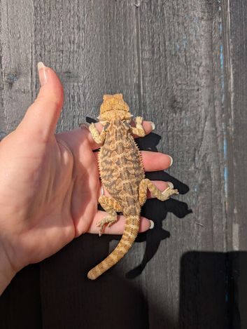 Baby bearded dragon