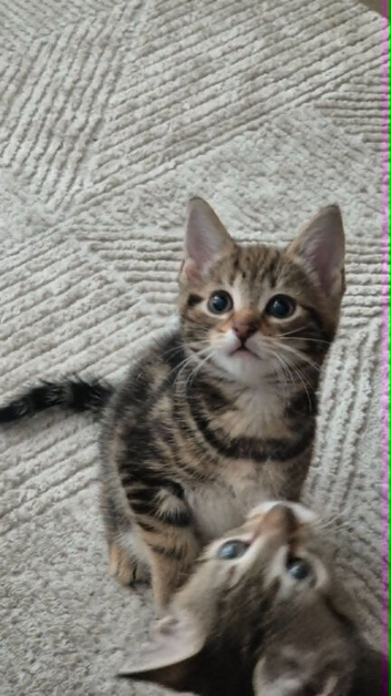 Half Bengal/half Tabby kittens