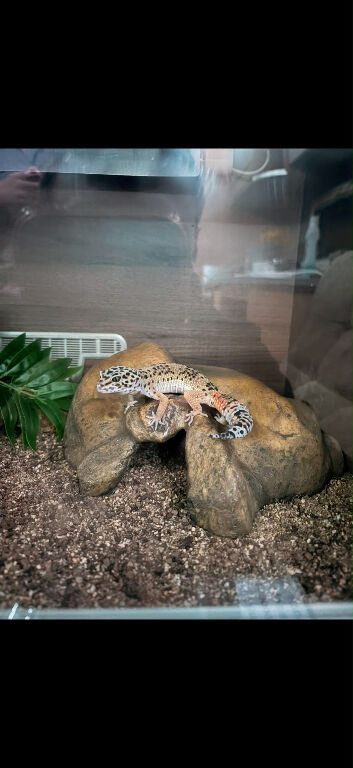 Male Leopard Gecko