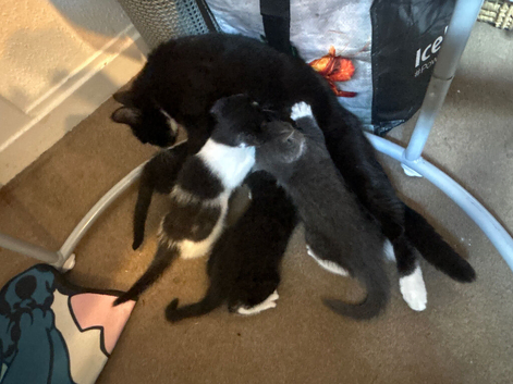 Kittens