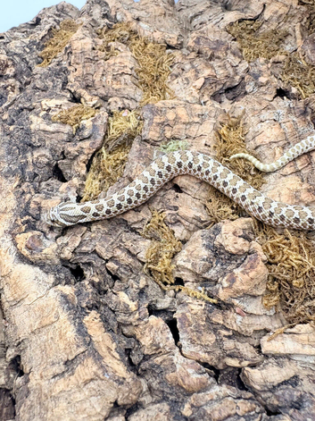 Western Hognose