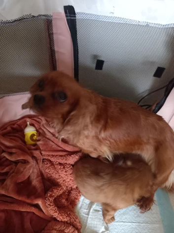 F1b cavapoo puppies