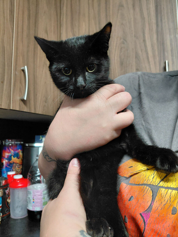 5 month old kitten male for rehoming