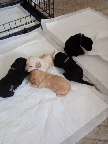 Cockapoo pups for sale