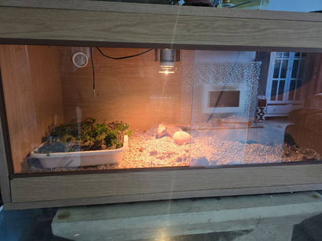 Sadly rehoming royal python