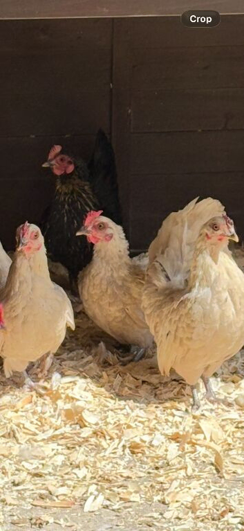 5 cross breed bantam hens