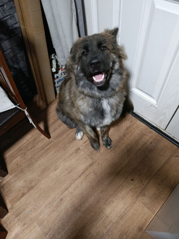 German shepherd/akita