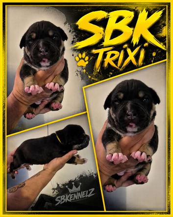 Stunning bulldog x classic bully