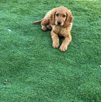Gorgeous male cockapoo puppy available