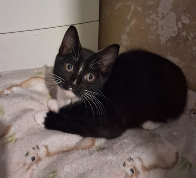 3 Beautiful Kittens for re homing