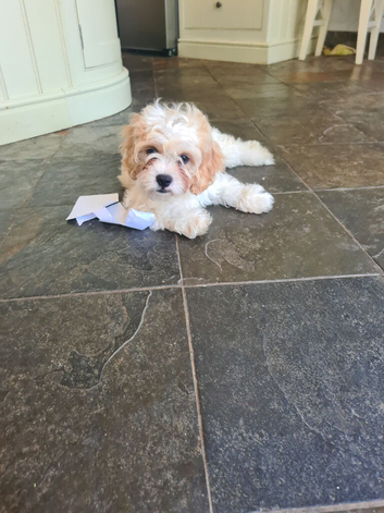 Puppies for sale