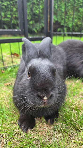 3 Lionhead X Silver Marten