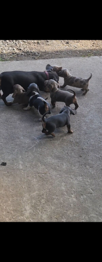 Beautiful isabella Miniature dachshund puppies