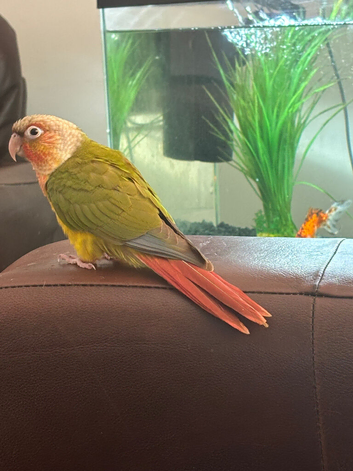 Baby silly tame conure