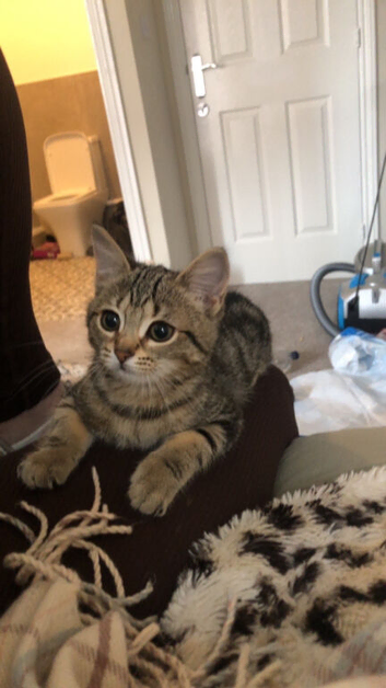 Kitten