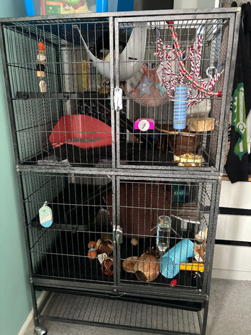 Two male rats for rehoming.
