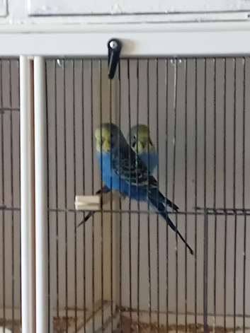 Budgies