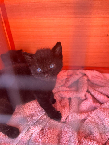 Beautiful kittens