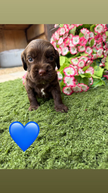 Cocker spaniel pups