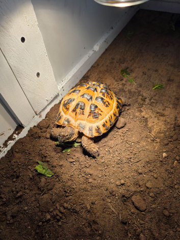 Female horsefield tortoise