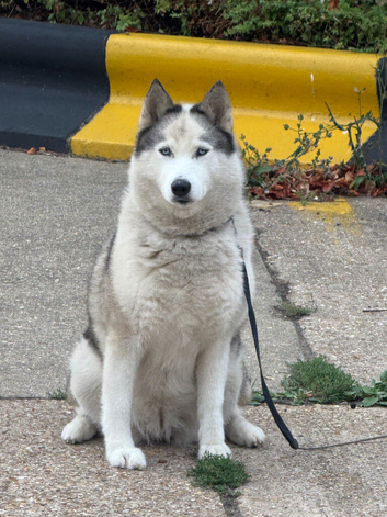 Siberian Husky Dog Available