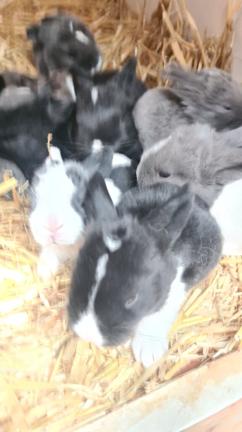 Lovely lot