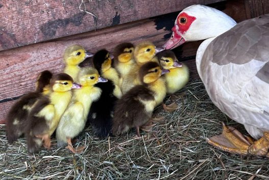 Muscovey Ducklings