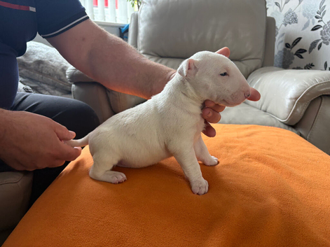 beautiful litter with champion blood lines