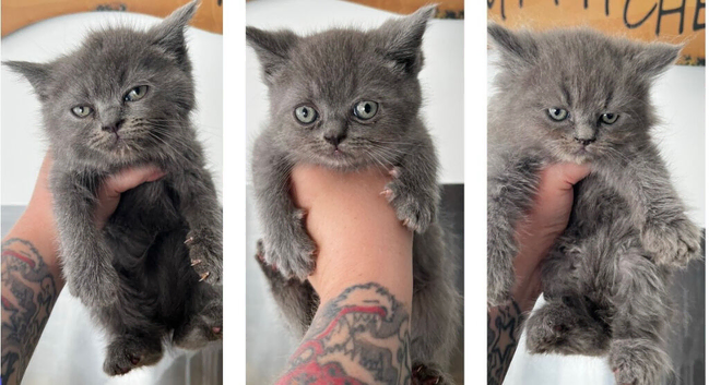 Persian x exotic/ragdoll READY TO GO