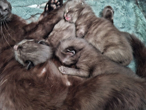 Kittens