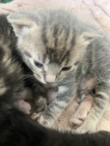 3 beautiful kittens