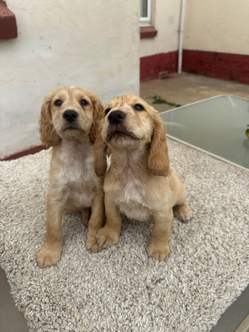 Working cocker puppy