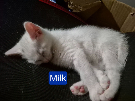 6 mixed breed kittens, tuxuedo, white, and black kittens