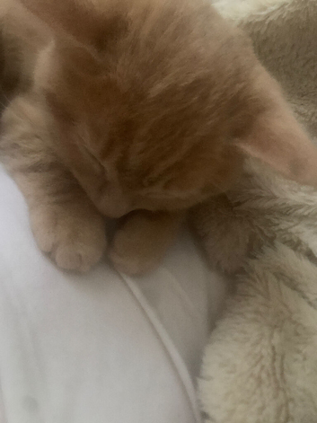 Kittens still available
