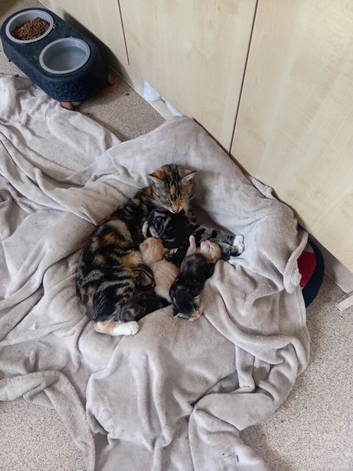 Lovely kittens