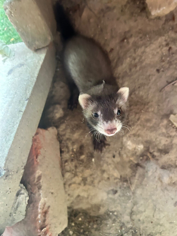 Baby Ferrets