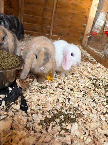 Gorgeous mini lop babies