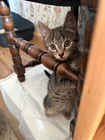 2 Tabby boys still available
