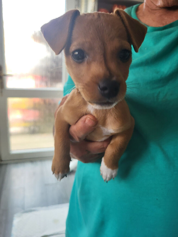 Jack Russell