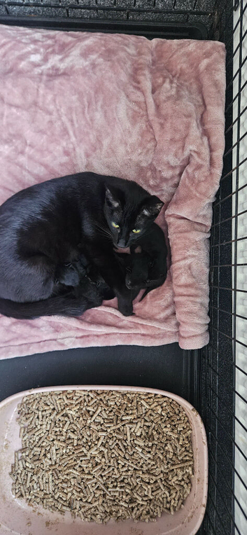 kittens for sale