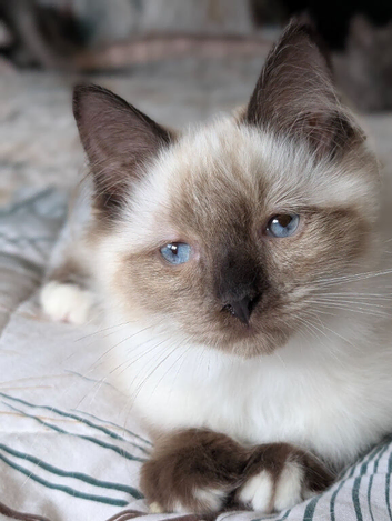 Gorgeous Seal Mitted Ragdoll Boy
