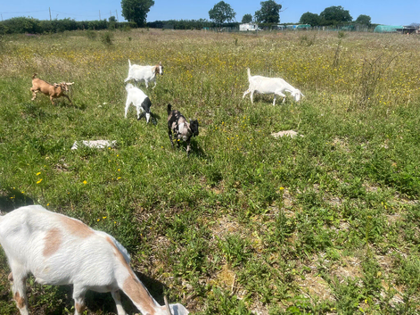 Goats for sale
