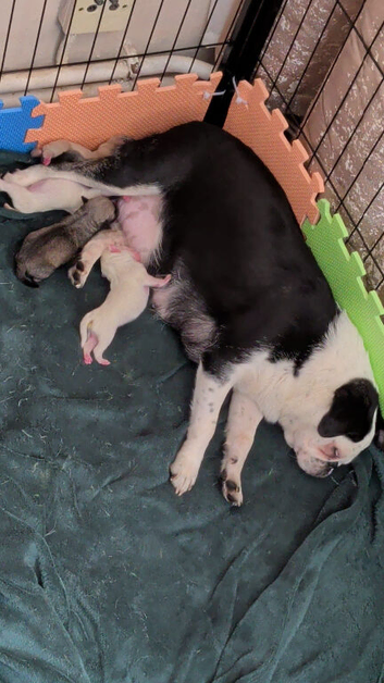 Stunning Pink Pug Puppies Available