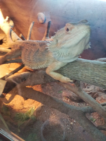 Female